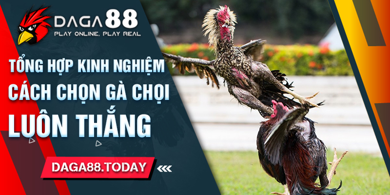Tổng Hợp Kinh Nghiệm Chọn Gà Chọi Luôn Thắng 