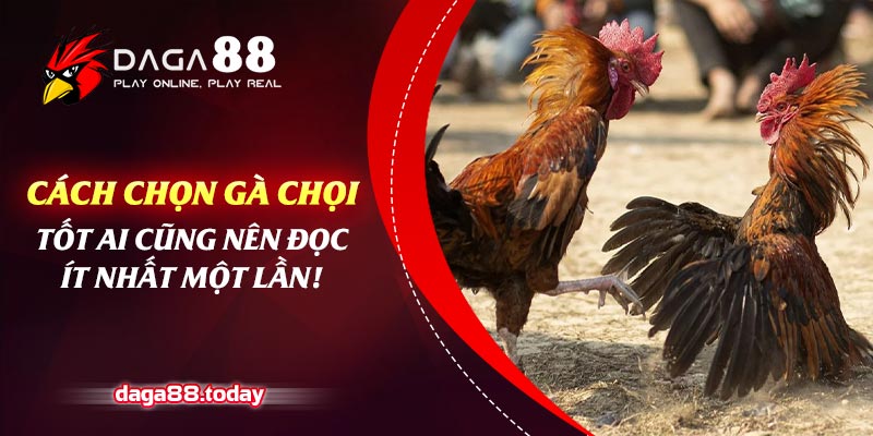 Cách Chọn Gà Chọi Tốt Ai Cũng Nên Đọc Ít Nhất Một Lần!