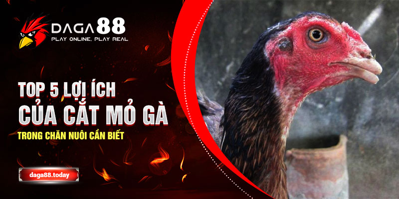Top 5 Lợi Ích Của Cắt Mỏ Gà Trong Chăn Nuôi Cần Biết