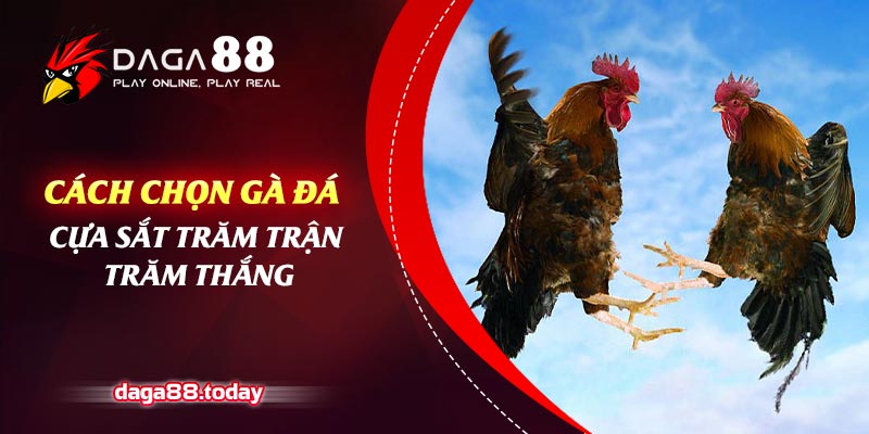 Cách Chọn Gà Đá Cựa Sắt Trăm Trận Trăm Thắng