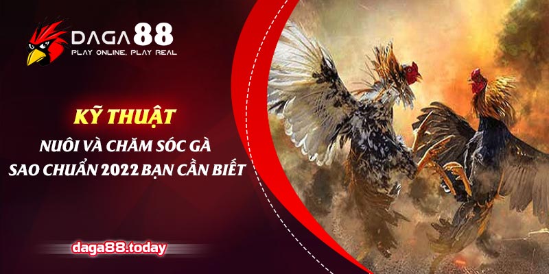 Kỹ Thuật Nuôi Và Chăm Sóc Gà Sao Chuẩn 2022 Bạn Cần Biết