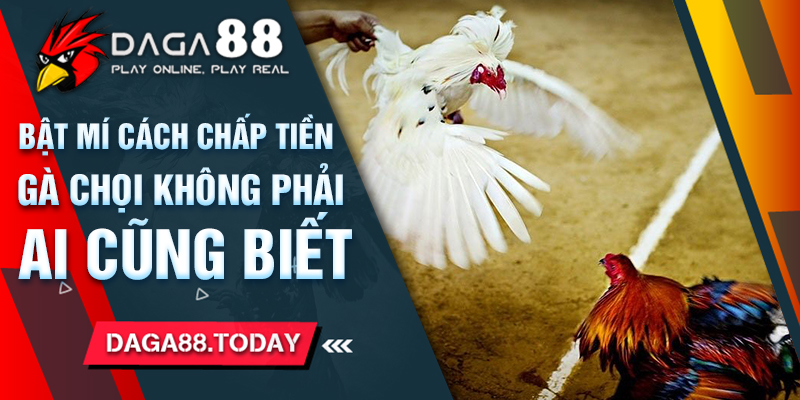 Bật Mí Cách Chấp Tiền Gà Chọi Không Phải Ai Cũng Biết
