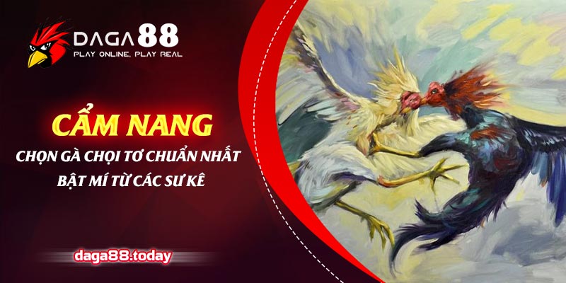 Cẩm Nang Chọn Gà Chọi Tơ Chuẩn Nhất - Bật Mí Từ Các Sư Kê