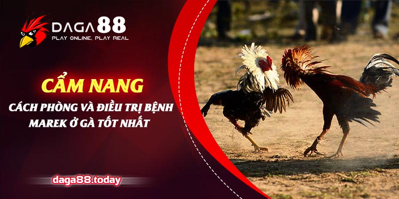 Cẩm Nang Cách Phòng Và Điều Trị Bệnh Marek Ở Gà Tốt Nhất