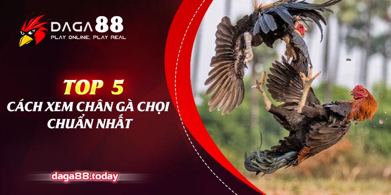 Top 5 Cách Xem Chân Gà Chọi Chuẩn Từ Các Sư Kê Hàng Đầu