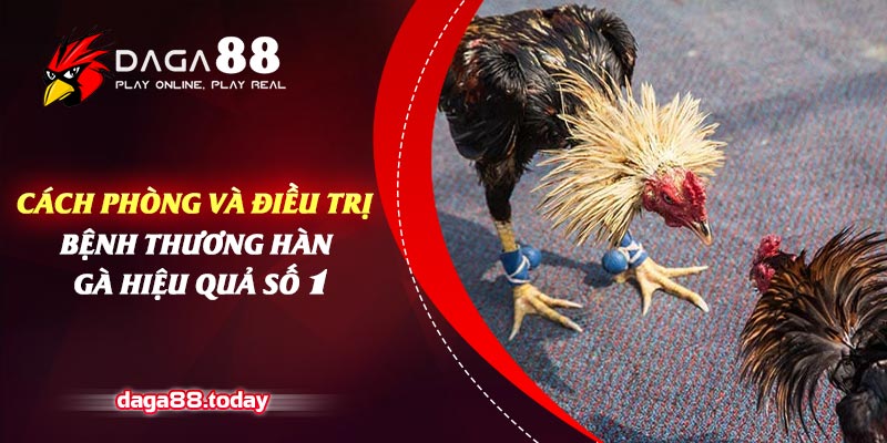 Cách Phòng Và Điều Trị Bệnh Thương Hàn Gà Hiệu Quả Số 1