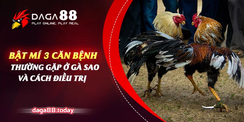 Bật Mí 3 Căn Bệnh Thường Gặp Ở Gà Sao và Cách Điều Trị