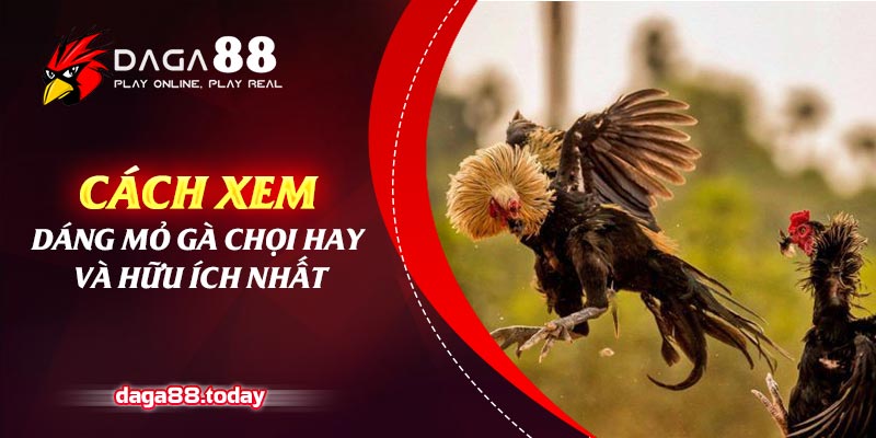 Cách Xem Dáng Mỏ Gà Chọi Hay Và Hữu Ích Nhất