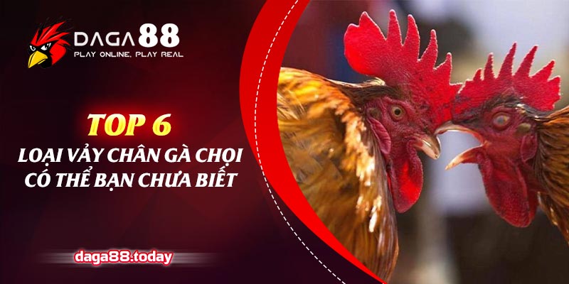 Top 6 Các Loại Vảy Chân Gà Chọi Có Thể Bạn Chưa Biết