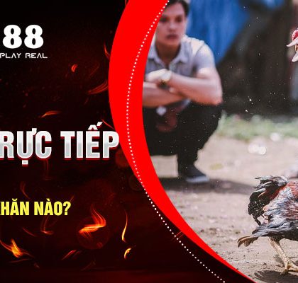 Chơi Cá Cược Đá Gà Trực Tiếp Casino Gặp Phải Khó Khăn Nào?