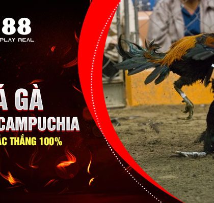 Chơi Đá Gà Trực Tiếp Campuchia Ngày Hôm Nay Chắc Thắng 100%