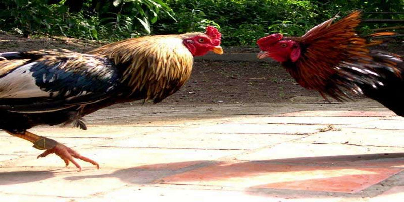 Đá gà trực tiếp Campuchia bình luận là món ăn tinh thần không thể thiếu