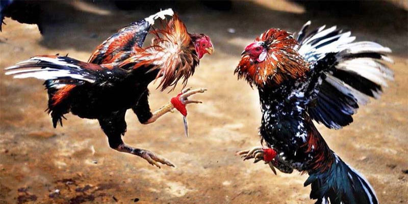 Những chiến kê khỏe nhất sẽ được lựa chọn vào trường kê