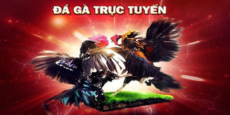 Dga88 địa chỉ uy tín nhất về đá gà trực tuyến hàng đầu Việt Nam