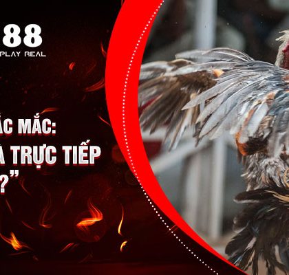 Giải Đáp Thắc Mắc: “Xem Đá Gà Trực Tiếp Lợi Hay Hại?”
