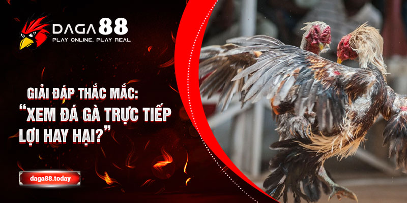 Giải Đáp Thắc Mắc: “Xem Đá Gà Trực Tiếp Lợi Hay Hại?”