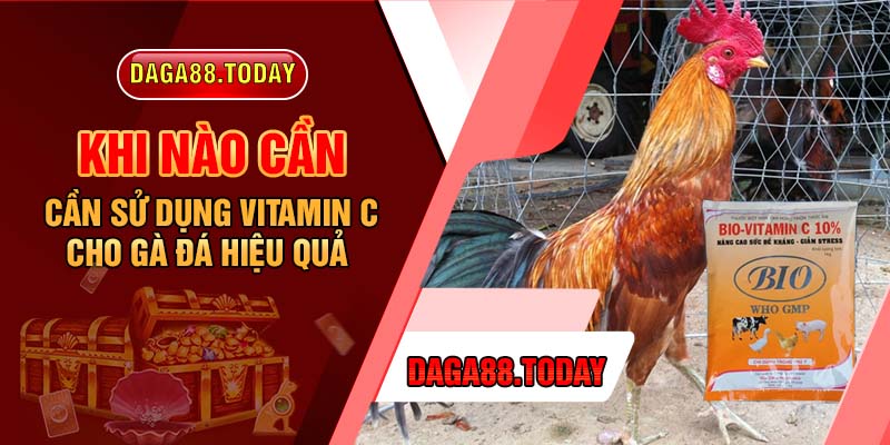 Khi Nào Cần Sử Dụng Vitamin C Cho Gà Đá Hiệu Quả
