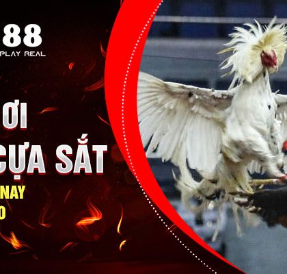 Luật Chơi Đá Gà Cựa Sắt Trực Tiếp Hôm Nay Và Đá Gà Thomo