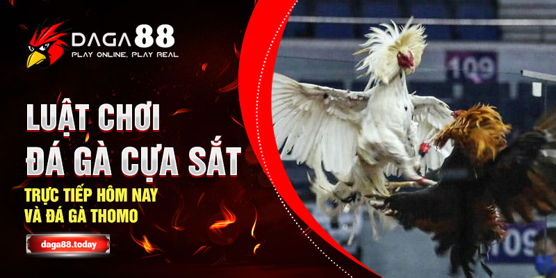 Luật Chơi Đá Gà Cựa Sắt Trực Tiếp Hôm Nay Và Đá Gà Thomo