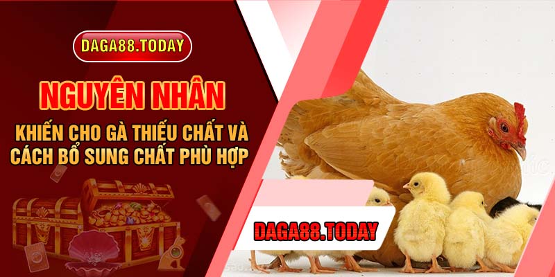 Nguyên Nhân Khiến Cho Gà Thiếu Chất Và Cách Bổ Sung Chất Phù Hợp