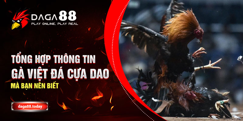 Tổng Hợp Thông Tin Gà Việt Đá Cựa Dao Mà Bạn Nên Biết