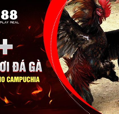 Top 3+ Cách Chơi Đá Gà Trực Tiếp Thomo Campuchia Hiệu Quả