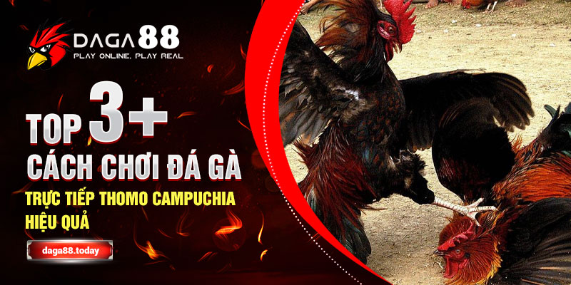 Top 3+ Cách Chơi Đá Gà Trực Tiếp Thomo Campuchia Hiệu Quả