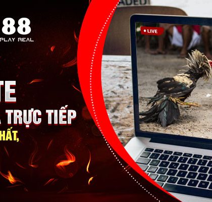 Website Xem Đá Gà Trực Tiếp Hôm Nay Mới Nhất 2022