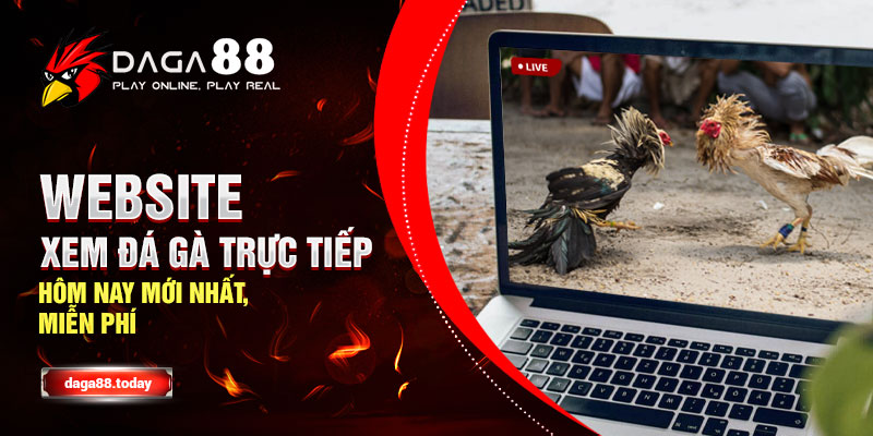 Website Xem Đá Gà Trực Tiếp Hôm Nay Mới Nhất 2022
