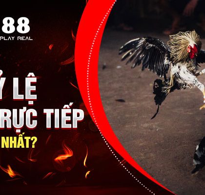 Xem Tỷ lệ Đá Gà Trực Tiếp Ở Đâu Uy Tín Nhất