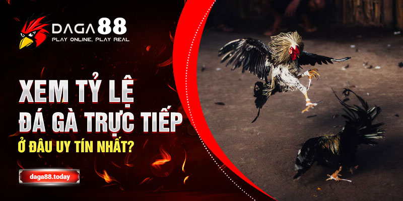 Xem Tỷ lệ Đá Gà Trực Tiếp Ở Đâu Uy Tín Nhất