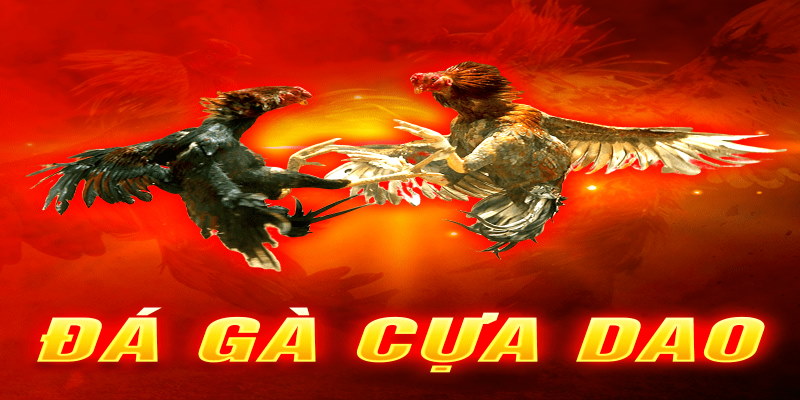 Xem đá gà trực tiếp ngày hôm nay tạo nên những cảm xúc kịch tính nhất