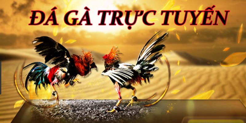 Đá gà trực tiếp là một hình thức được giới trẻ yêu thích nhất hiện nay