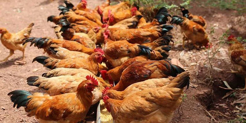 Thực hiện bổ sung dưỡng chất để giúp xử lý tình trạng mổ cắn ở gà