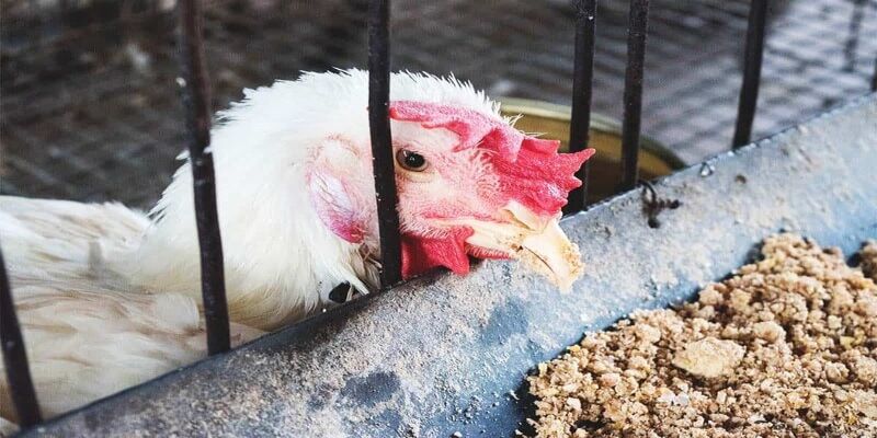 Bệnh ngộ độc - Bệnh phổ biến ở gà thả vườn