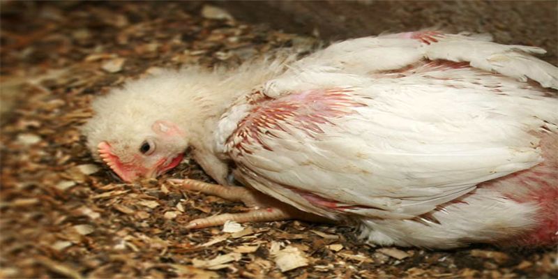 Bệnh cầu trùng - Bệnh phổ biến ở gà rất nguy hiểm