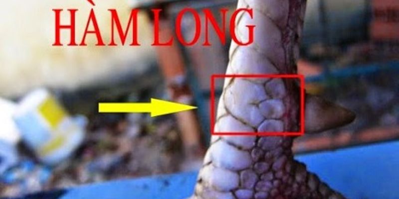 Xem vảy gà chọi cực chuẩn