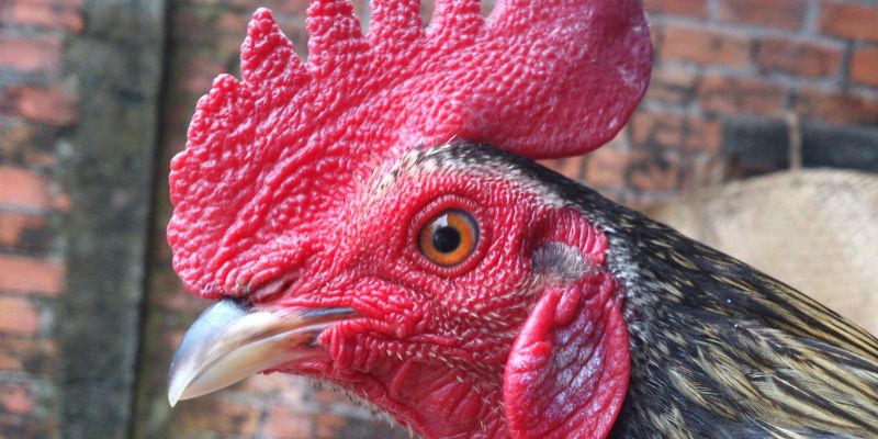 Chọn gà chọi bằng phương pháp xem đầu gà