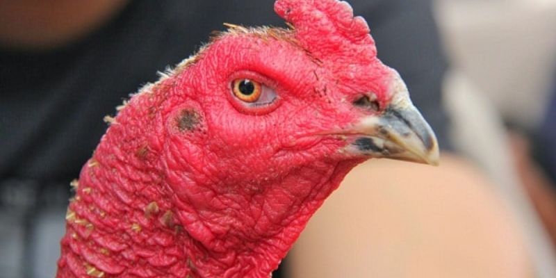 Phương pháp chọn gà chọi dựa trên đặc điểm của mỏ