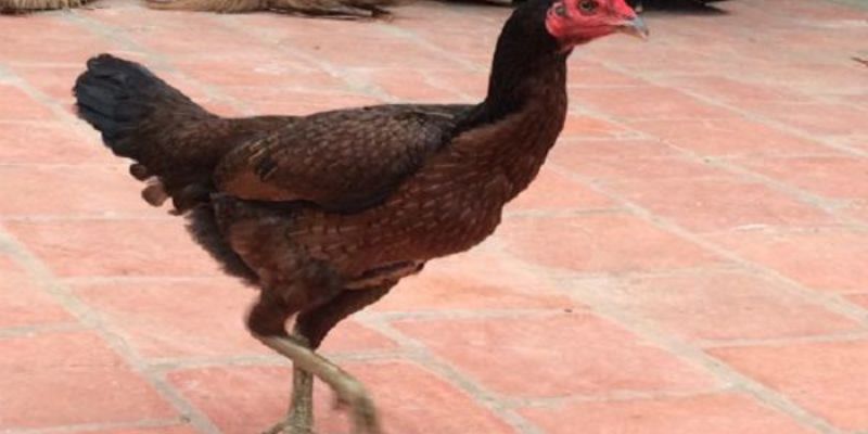 Các cách chọn gà chọi mái siêu chuẩn