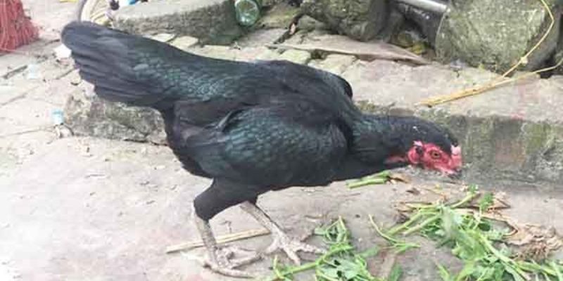 Tại sao phải chọn gà chọi mái?