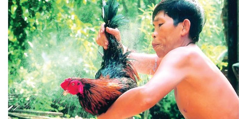 Tại sao nên chọn gà chọi qua màu lông?