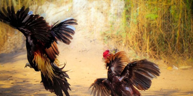 Phong thủy tốt cho việc chọn gà chọi 