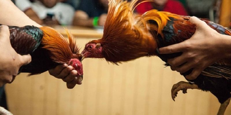 Cẩm nang chọn gà chọi cực hay