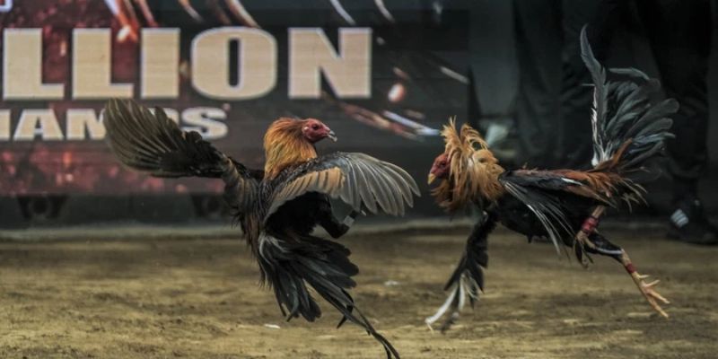 Cách chọn gà đá hay qua chân gà