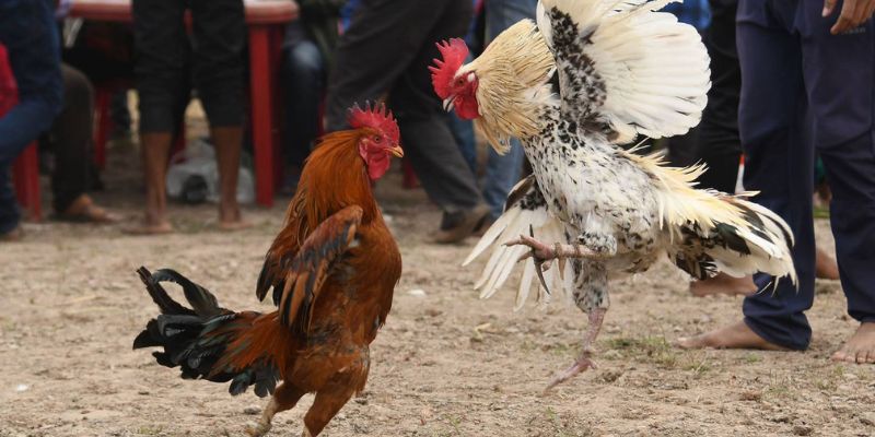 Cách chọn gà đá hay còn xem cả cách đi, dáng đứng