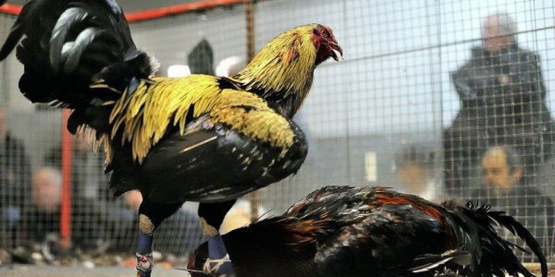 Cách chọn gà đá hay qua tướng gà