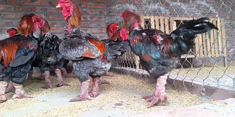 Chân gà đông tảo thuần chủng vô cùng to và vững trãi