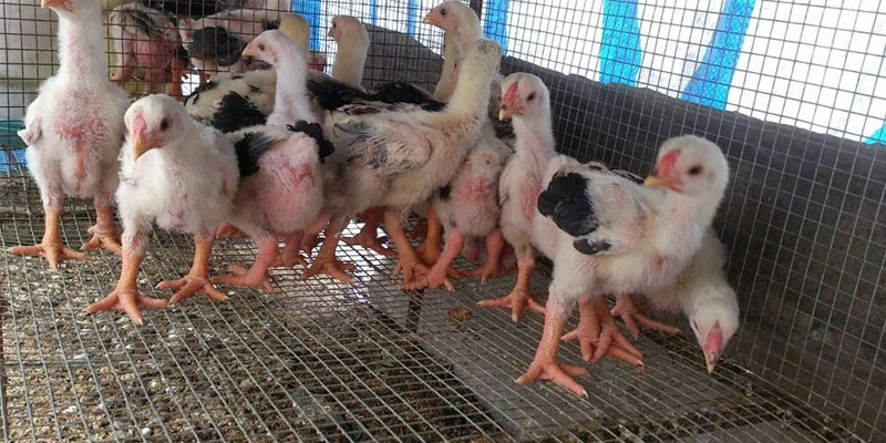 Nhận biết gà đông tảo thuần chủng từ 2-3 tháng 