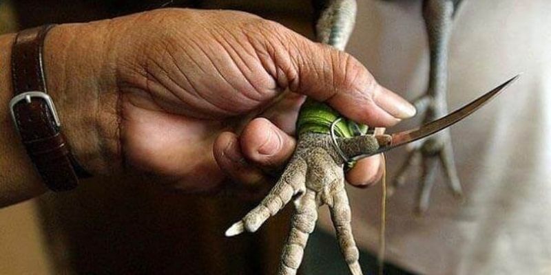 Chọn địa chỉ uy tín là cách đá gà cụa dao luôn thắng